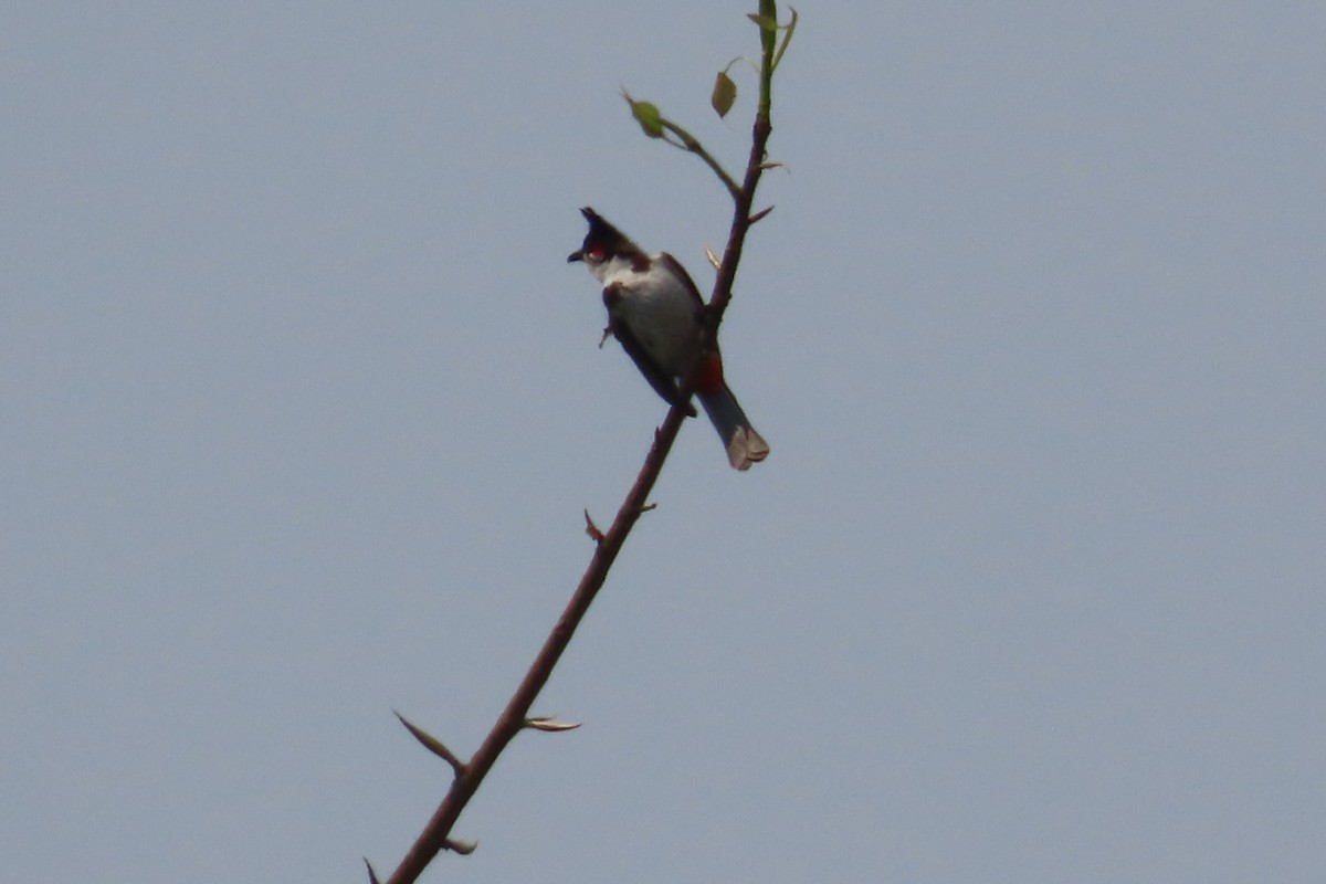 Rotohrbülbül - ML632186133