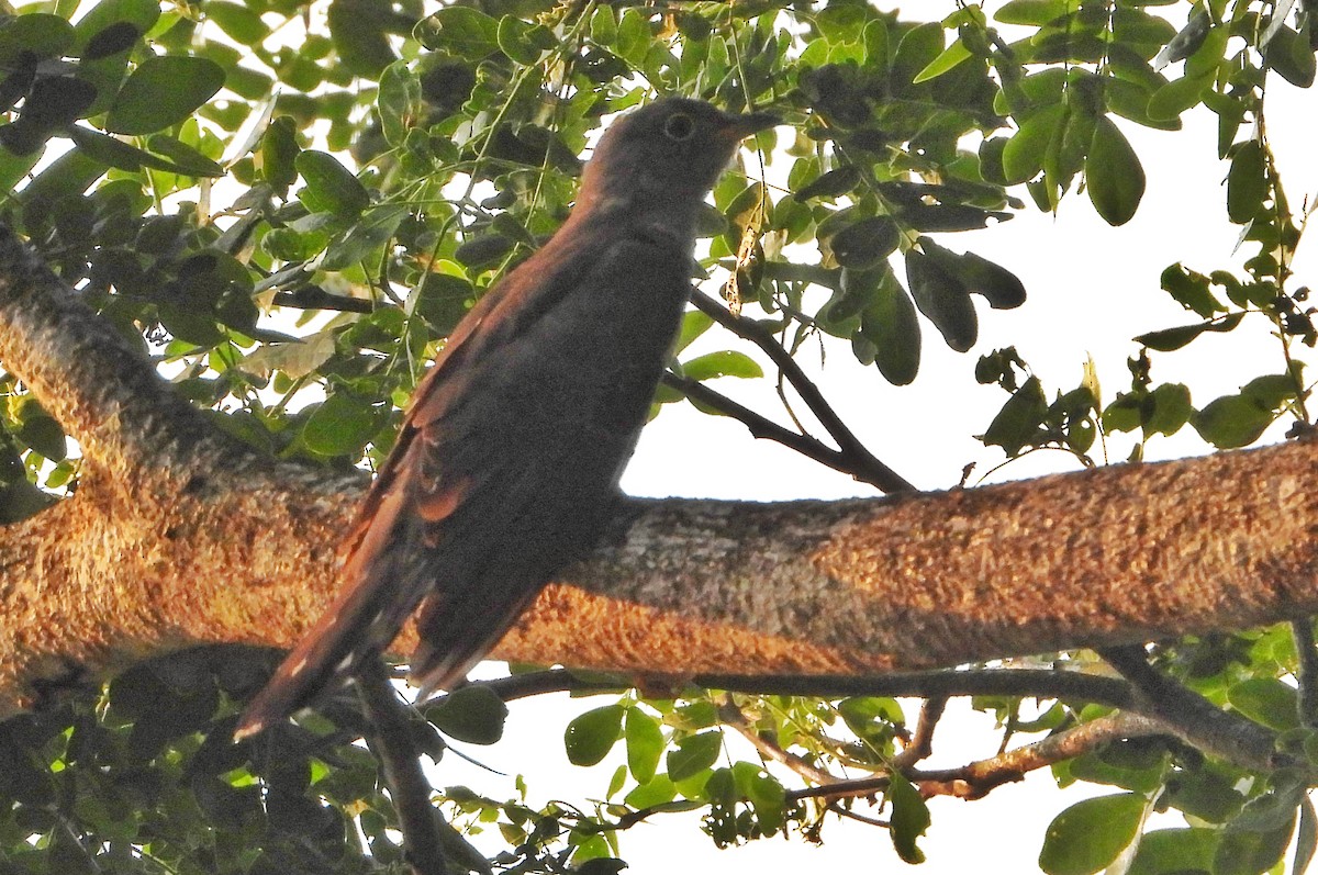 四聲杜鵑 - ML632186145