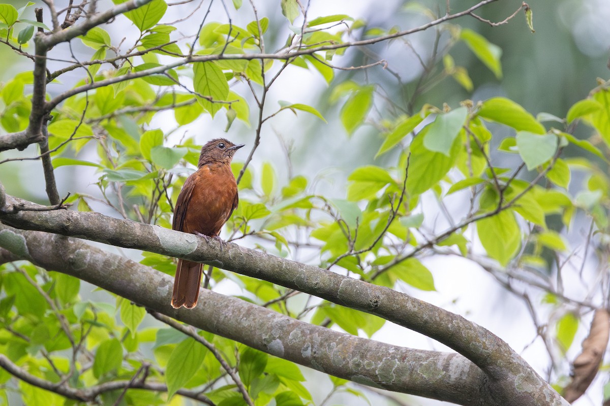 Rufous Flycatcher-Thrush - ML632186203