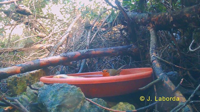 Өрнийн зээрд омруут - ML632186269