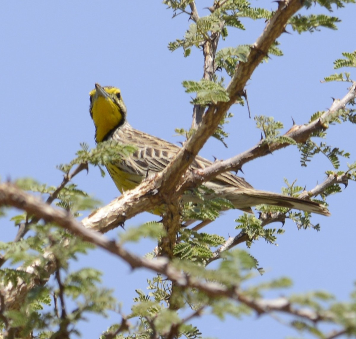 Pangani Longclaw - ML632186433