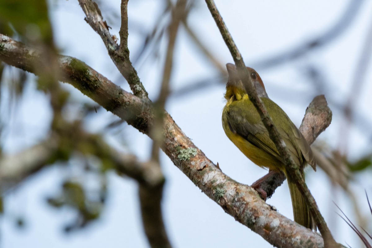 Rufous-browed Peppershrike - ML632186498
