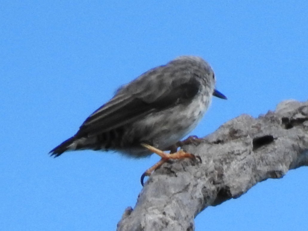 Varied Sittella (White-headed) - ML632186515