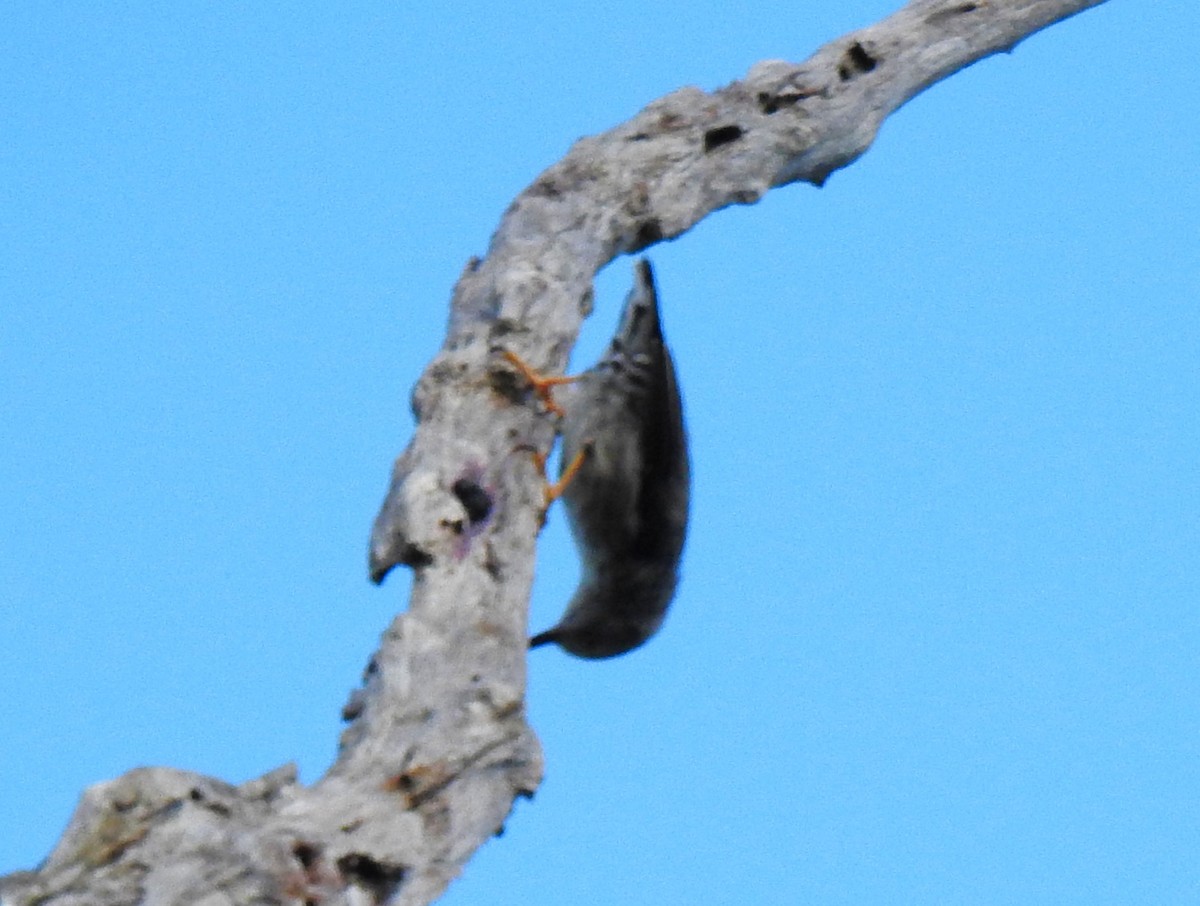 Varied Sittella (White-headed) - ML632186516