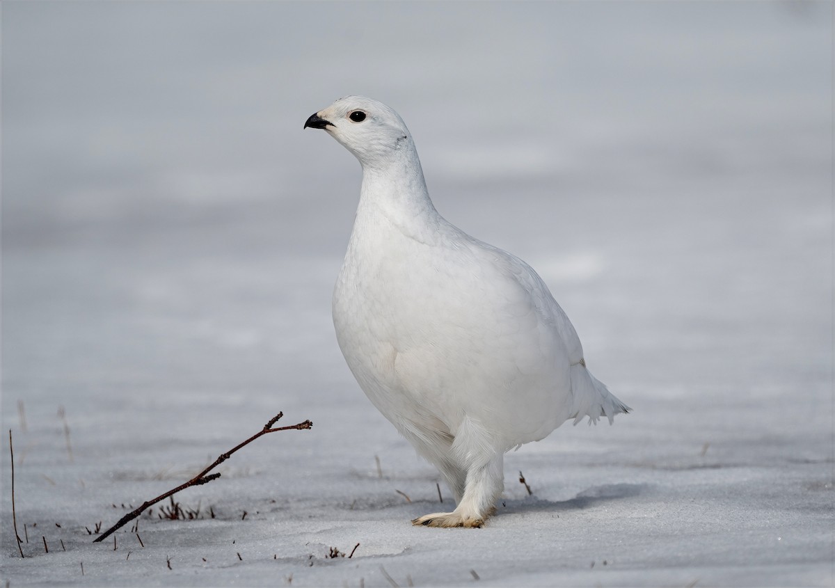 Willow Ptarmigan - ML632186586
