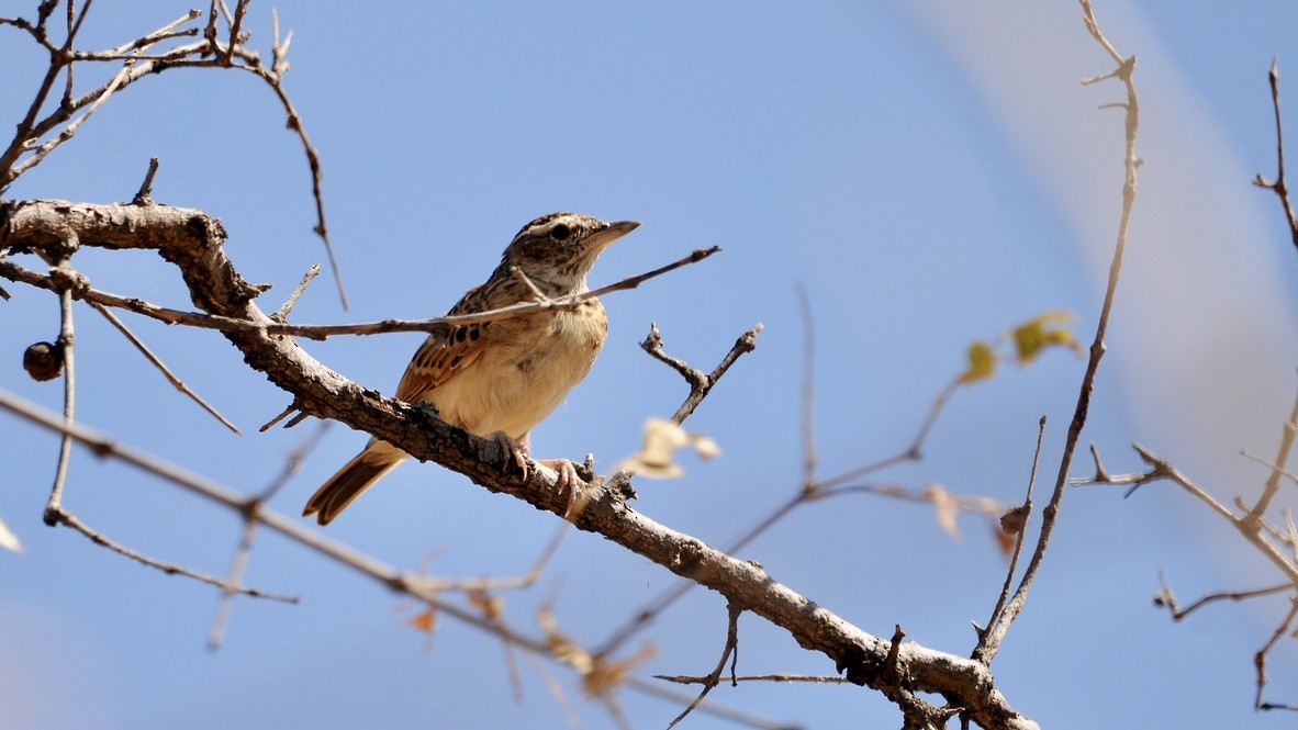 Flappet Lark - ML632186630