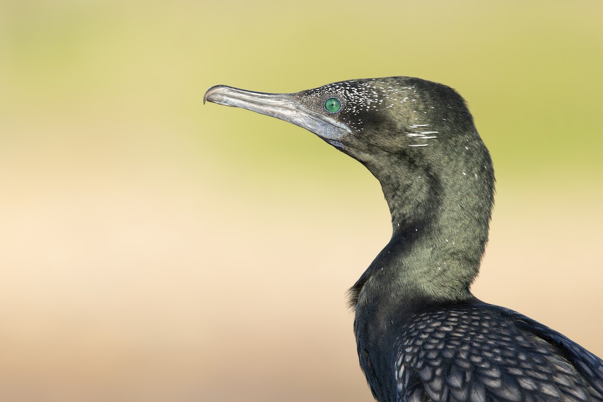 Little Black Cormorant - ML632186673