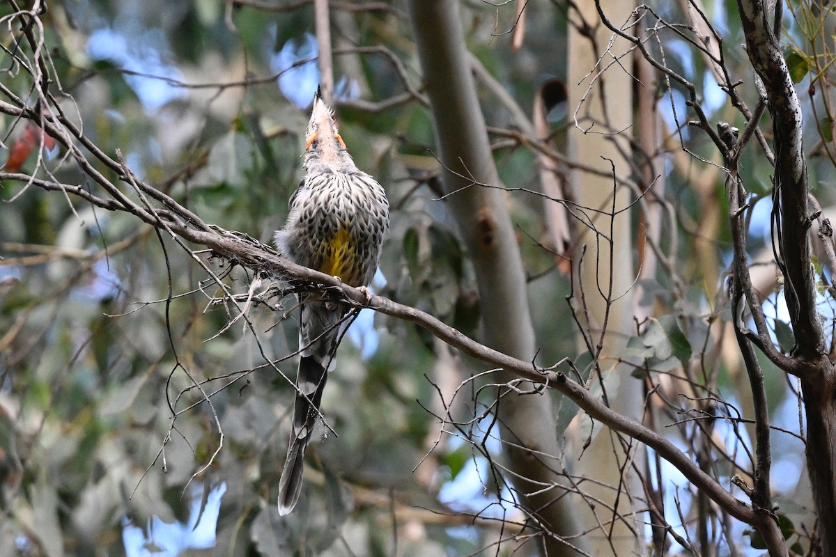 Yellow Wattlebird - ML632186772