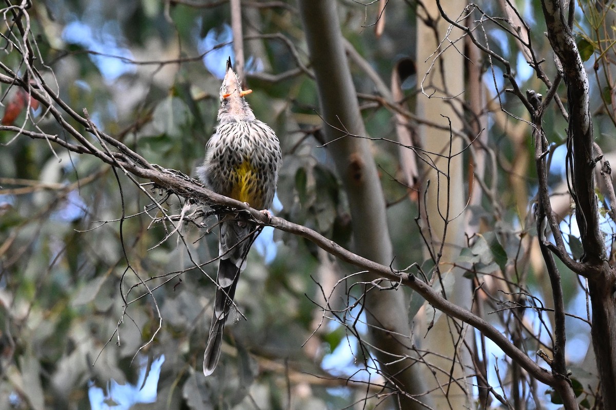 Yellow Wattlebird - ML632186773