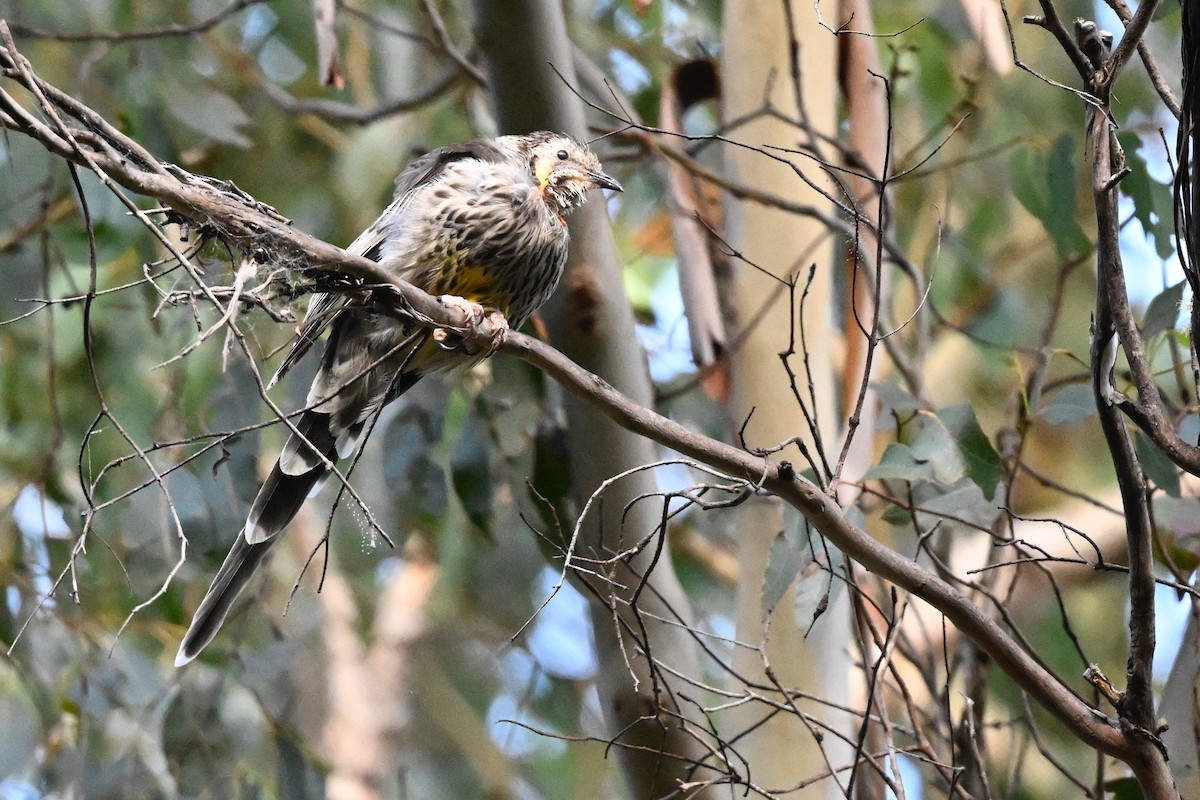 Yellow Wattlebird - ML632186774