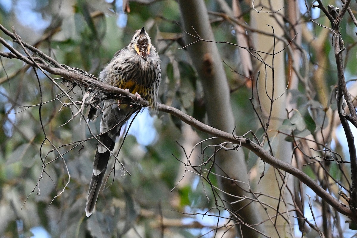 Yellow Wattlebird - ML632186775