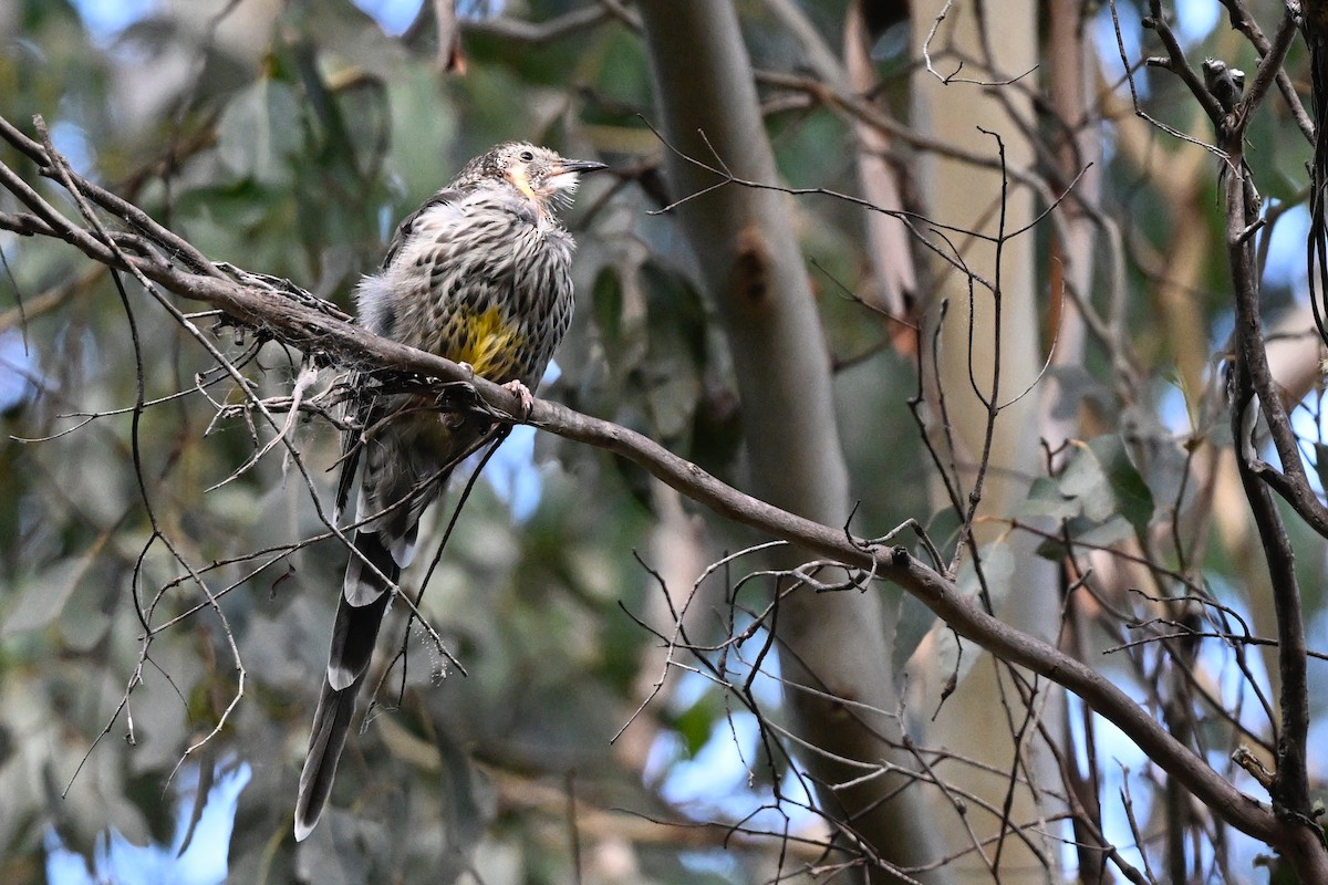 Yellow Wattlebird - ML632186776