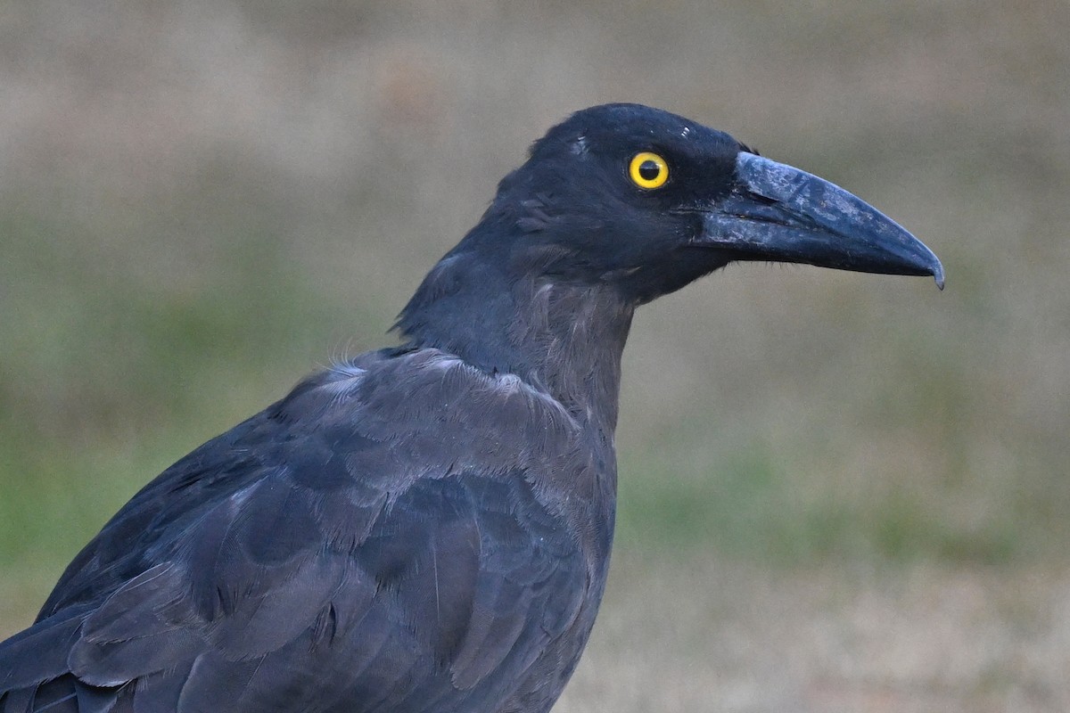Black Currawong - ML632186783