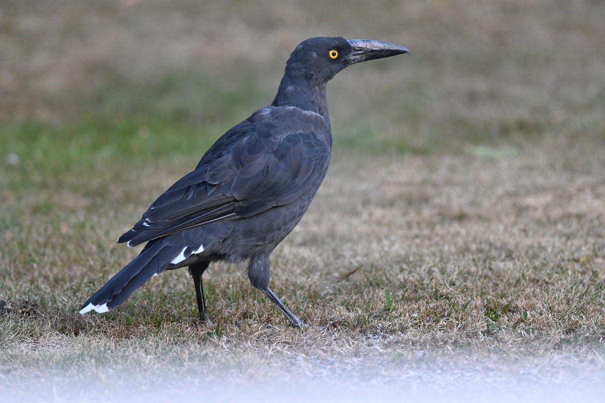 Black Currawong - ML632186785