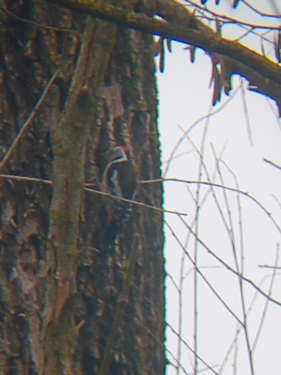 Middle Spotted Woodpecker - ML632186845