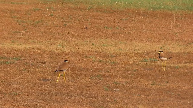キトサカゲリ - ML632186888