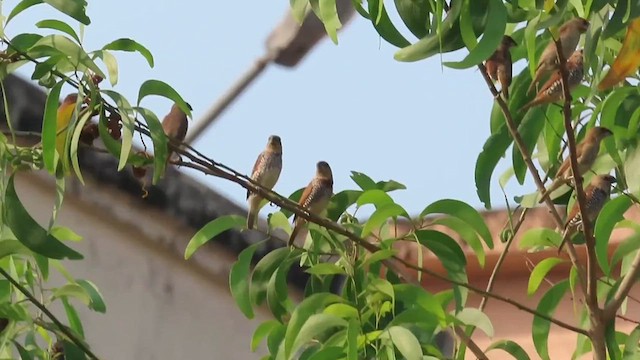 Scaly-breasted Munia - ML632186954