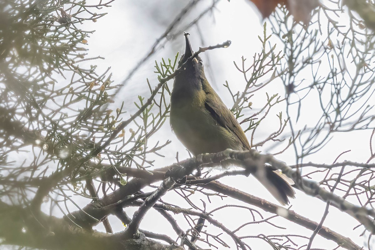 Shelley's Greenbul (Kakamega) - ML632186984