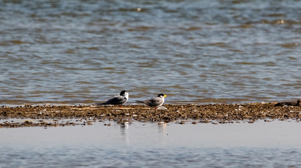 Txenadatxo arrunta - ML632187024