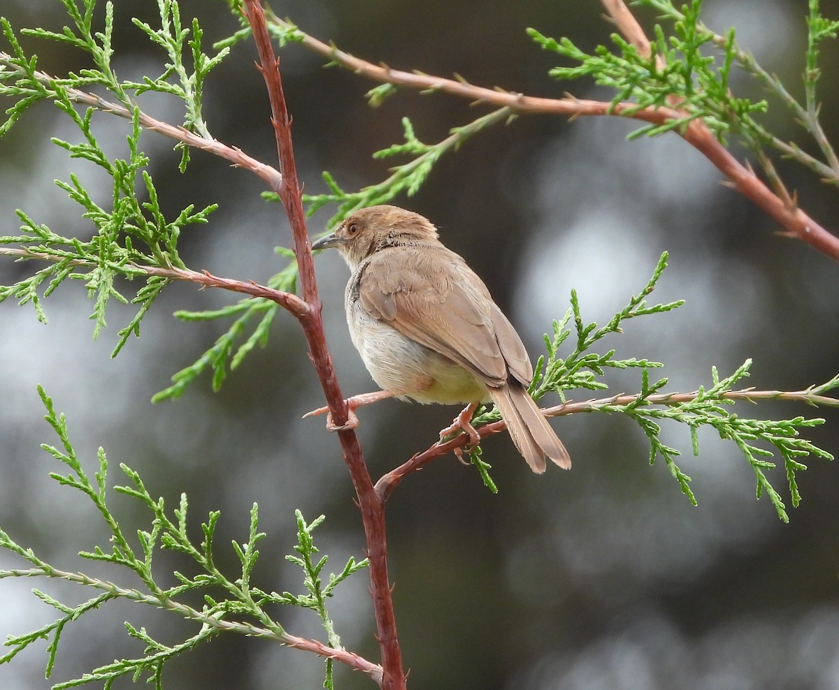 Prinia Modesta - ML632187034