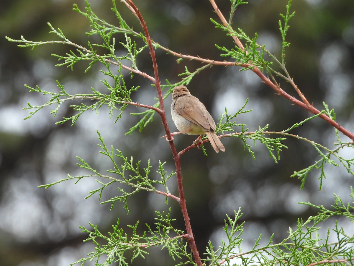 Prinia Modesta - ML632187035
