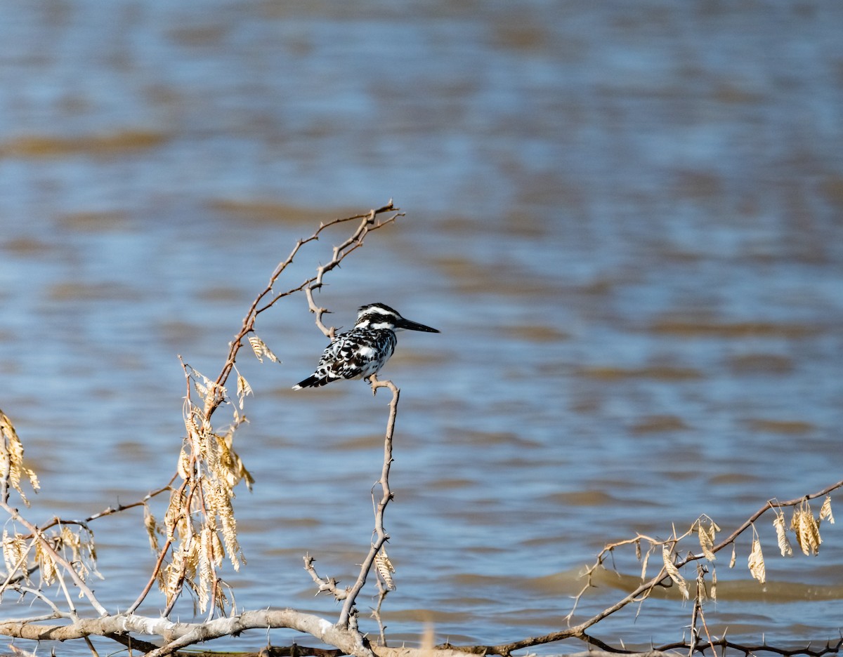 Pied Kingfisher - ML632187042