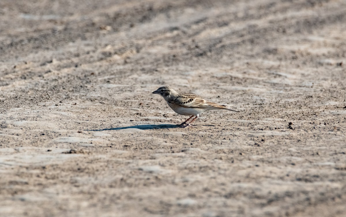 Sand Lark - ML632187046