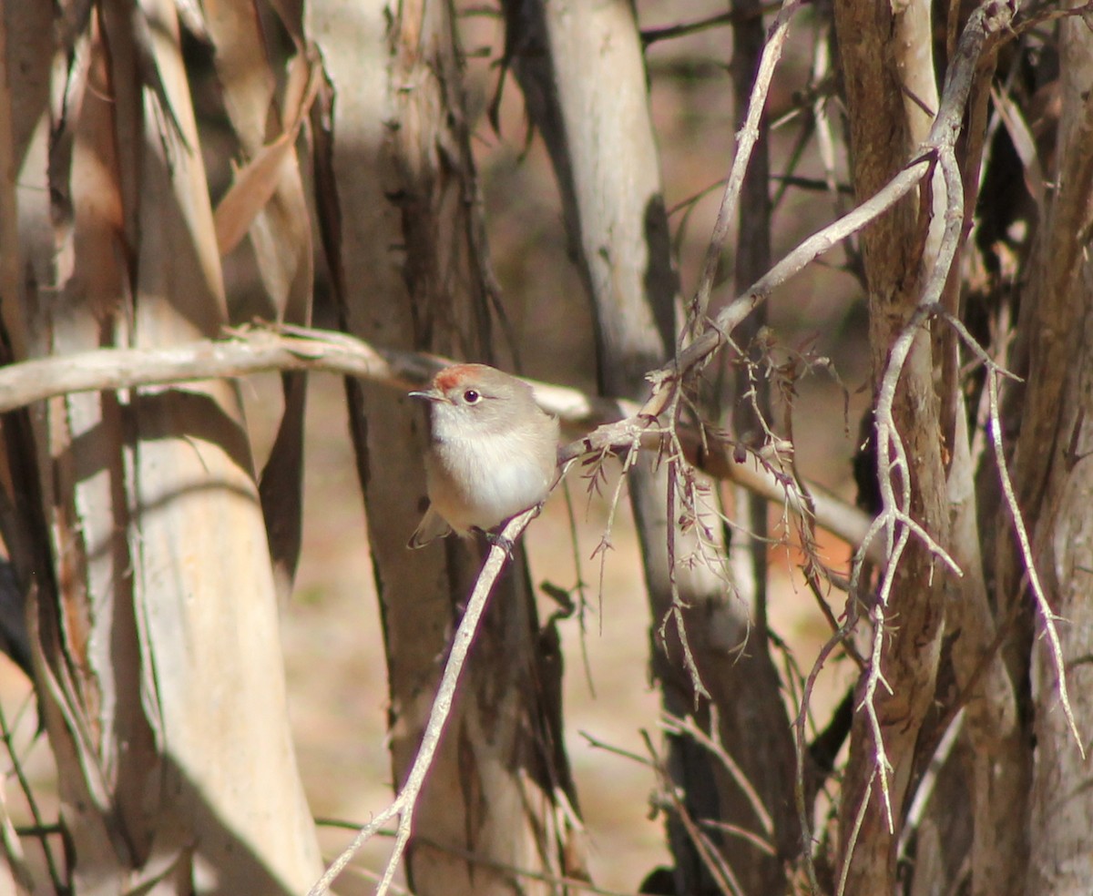 Red-capped Robin - ML632187086