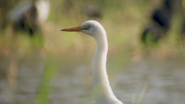Yellow-billed Egret - ML632187145