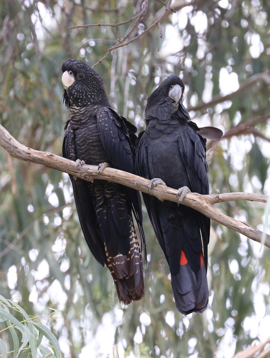 Red-tailed Black-Cockatoo - ML632187215