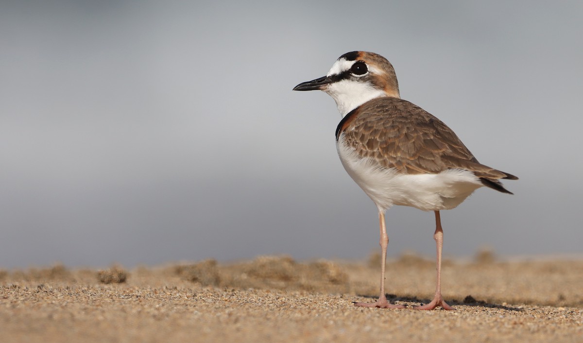 Collared Plover - ML632187291