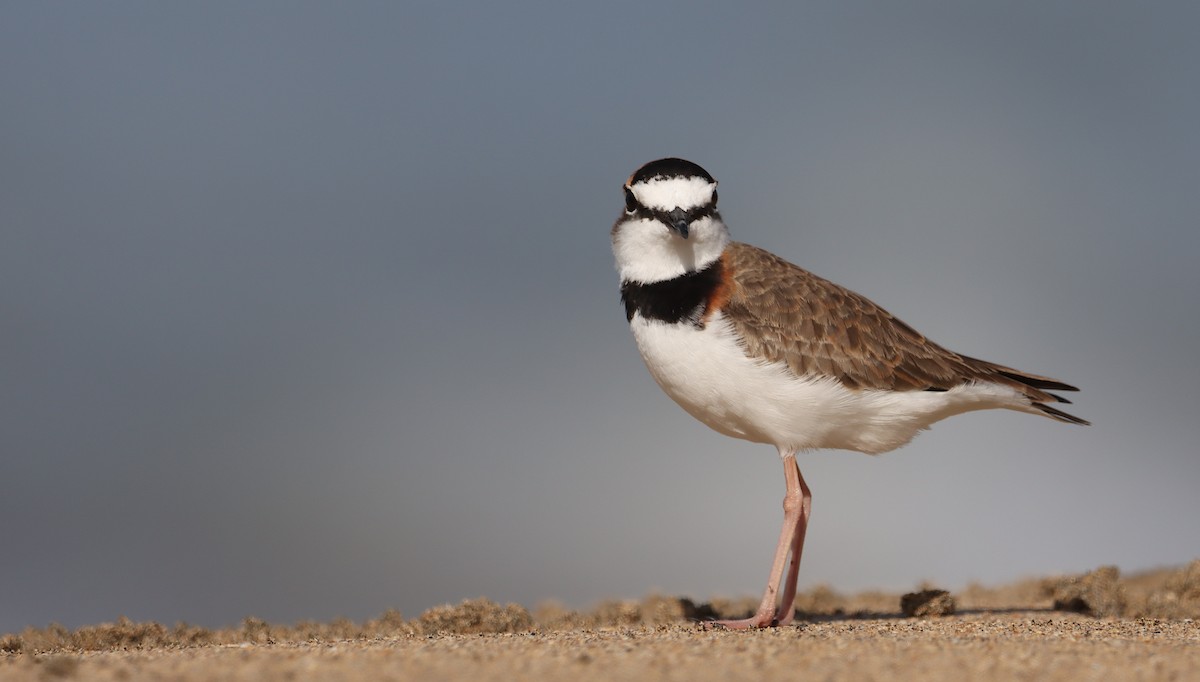 Collared Plover - ML632187292