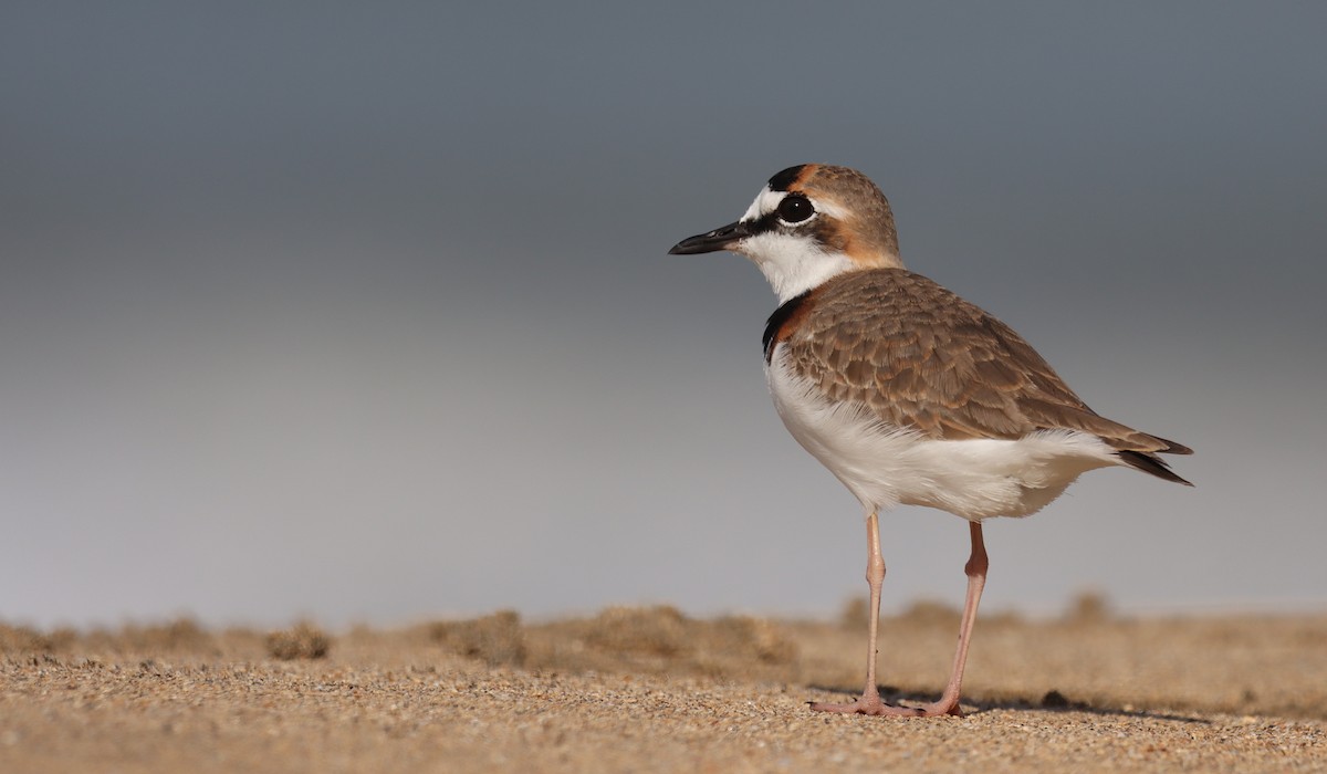 Collared Plover - ML632187293
