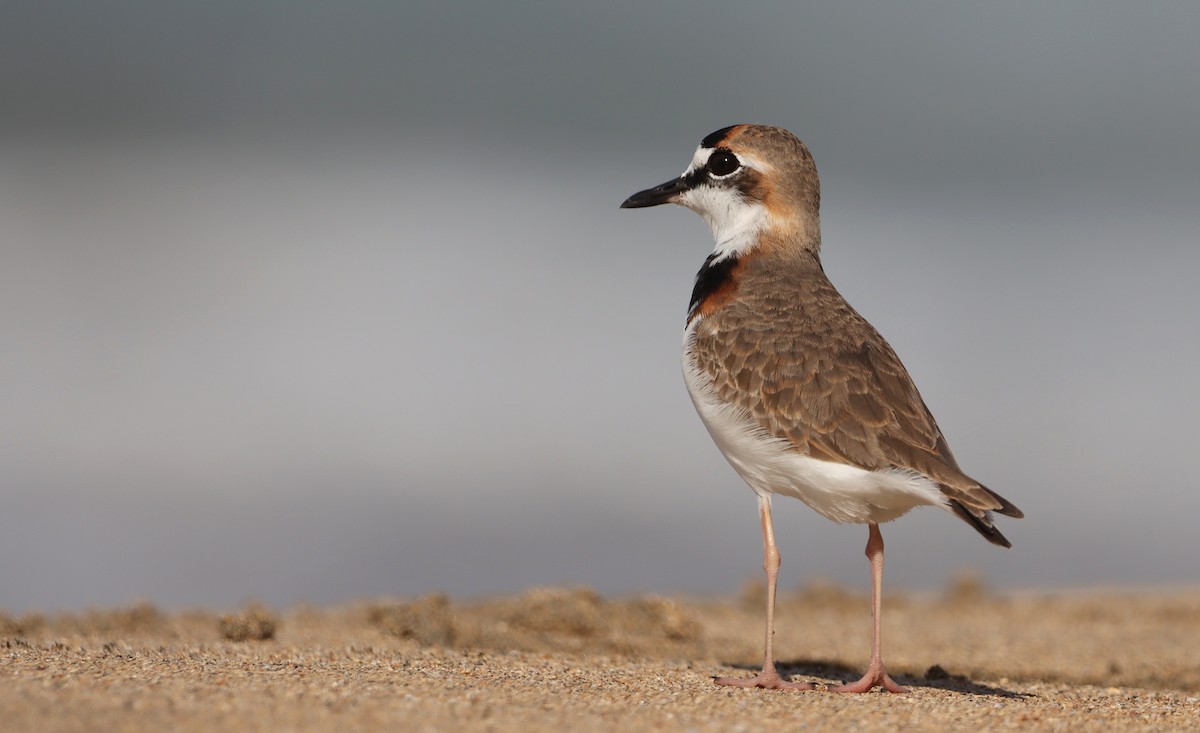 Collared Plover - ML632187295