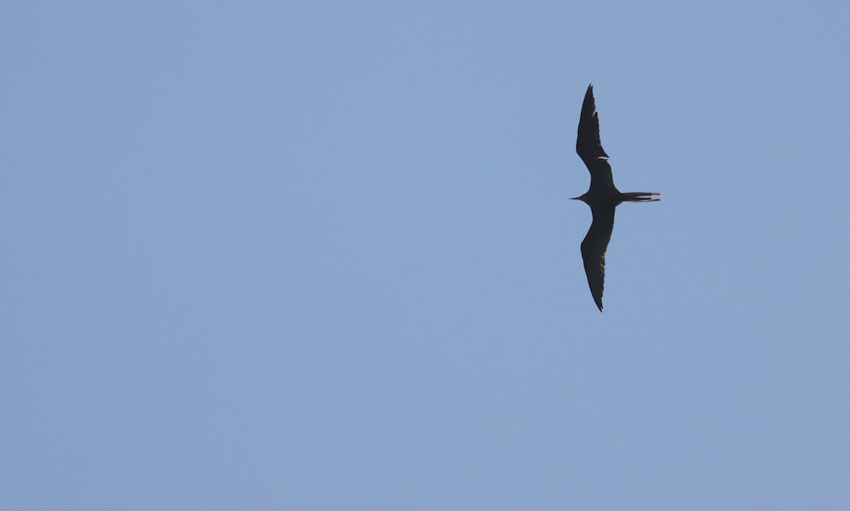 Magnificent Frigatebird - ML632187303