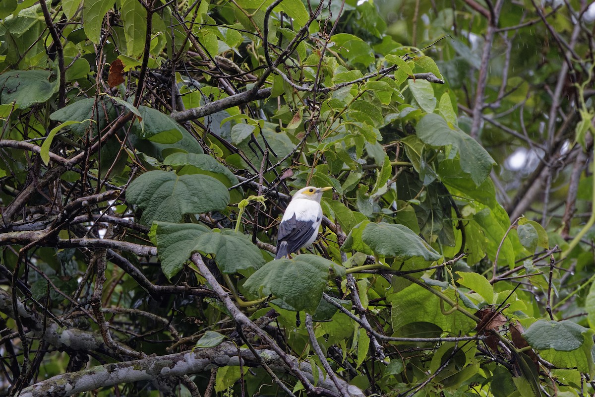 Black-winged Myna - ML632187310