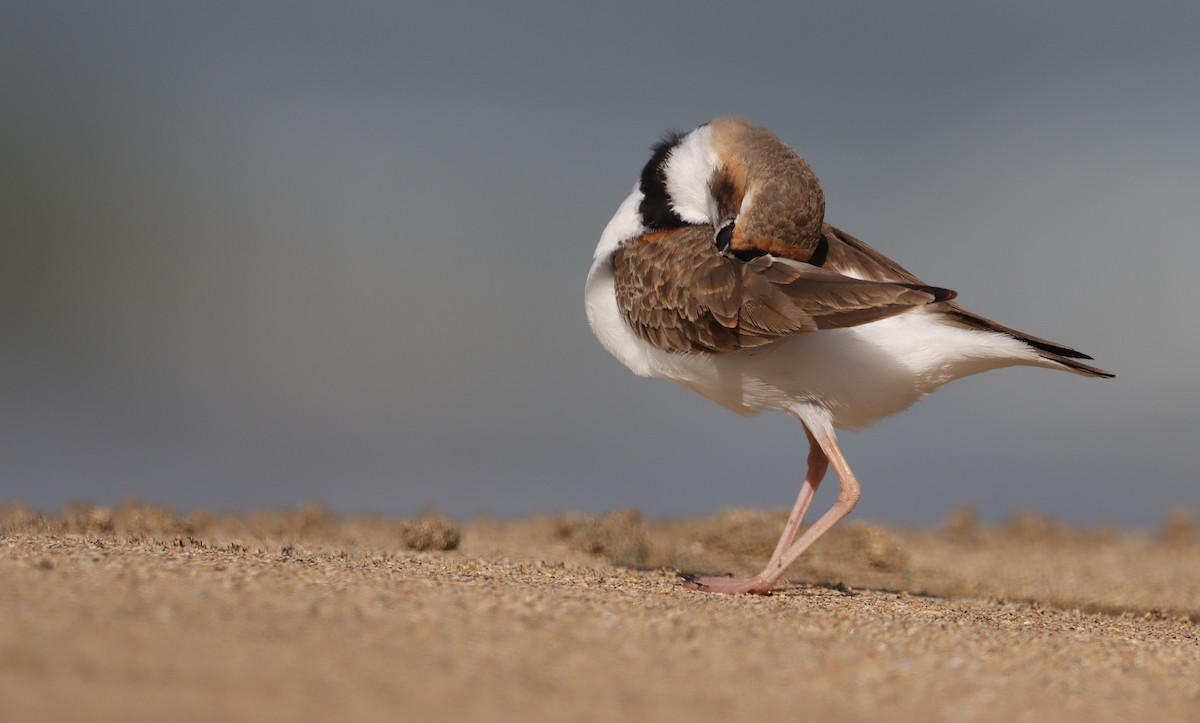 Collared Plover - ML632187337