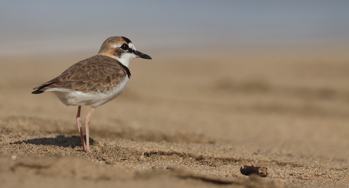 Collared Plover - ML632187338