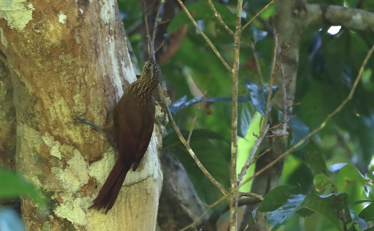 Cocoa Woodcreeper - ML632187453