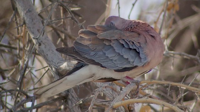 Laughing Dove - ML632187544