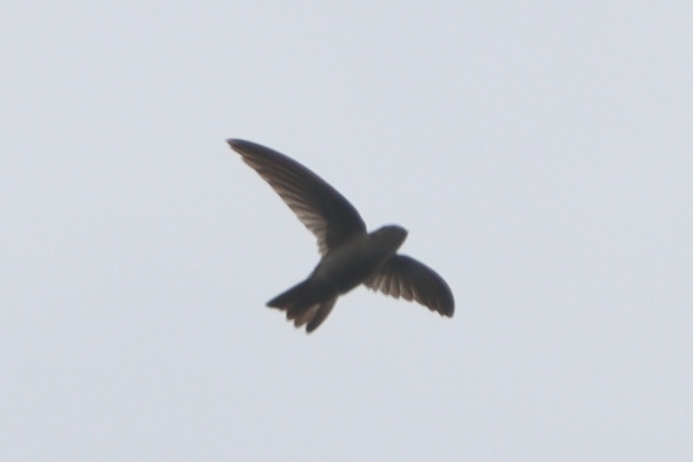 Philippine Swiftlet - ML632188034