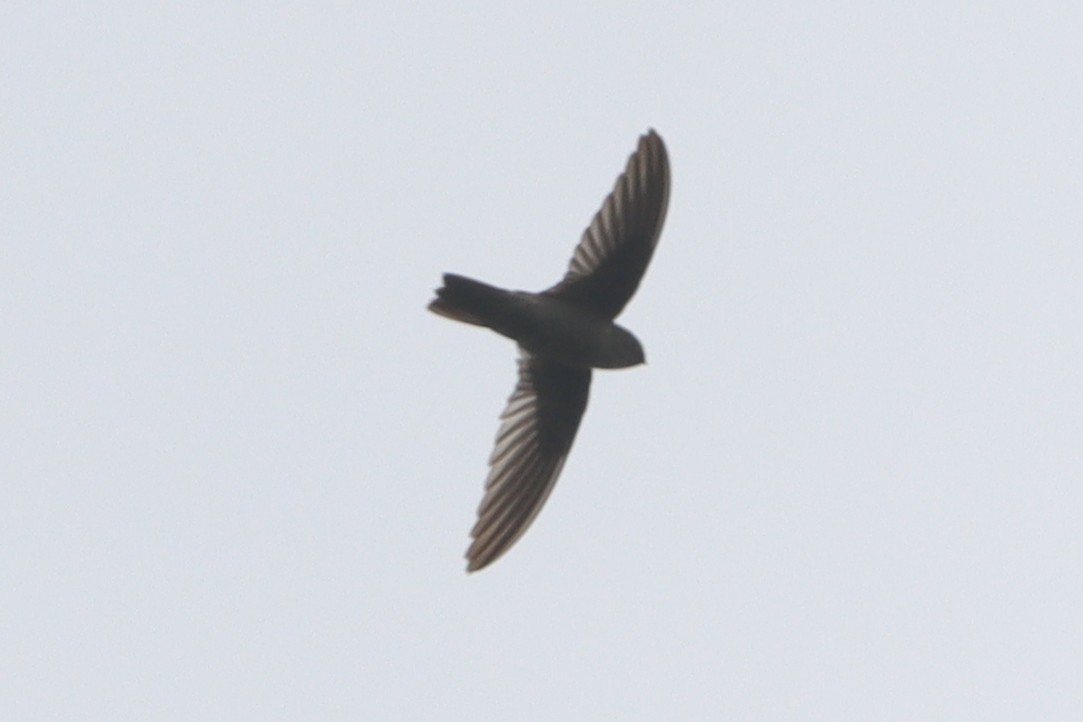 Philippine Swiftlet - ML632188035