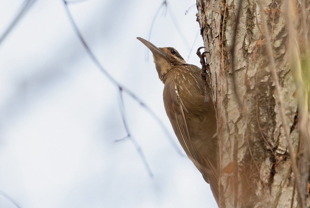 Moustached Woodcreeper - ML632188078