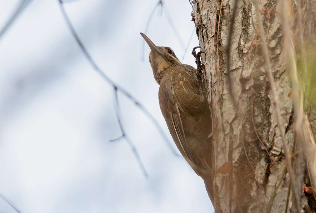 Moustached Woodcreeper - ML632188079
