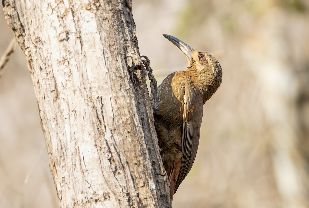 Moustached Woodcreeper - ML632188080
