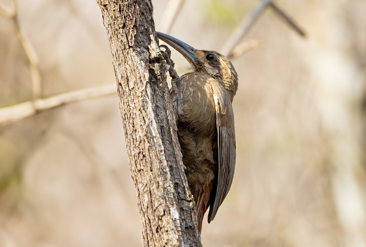 Moustached Woodcreeper - ML632188081