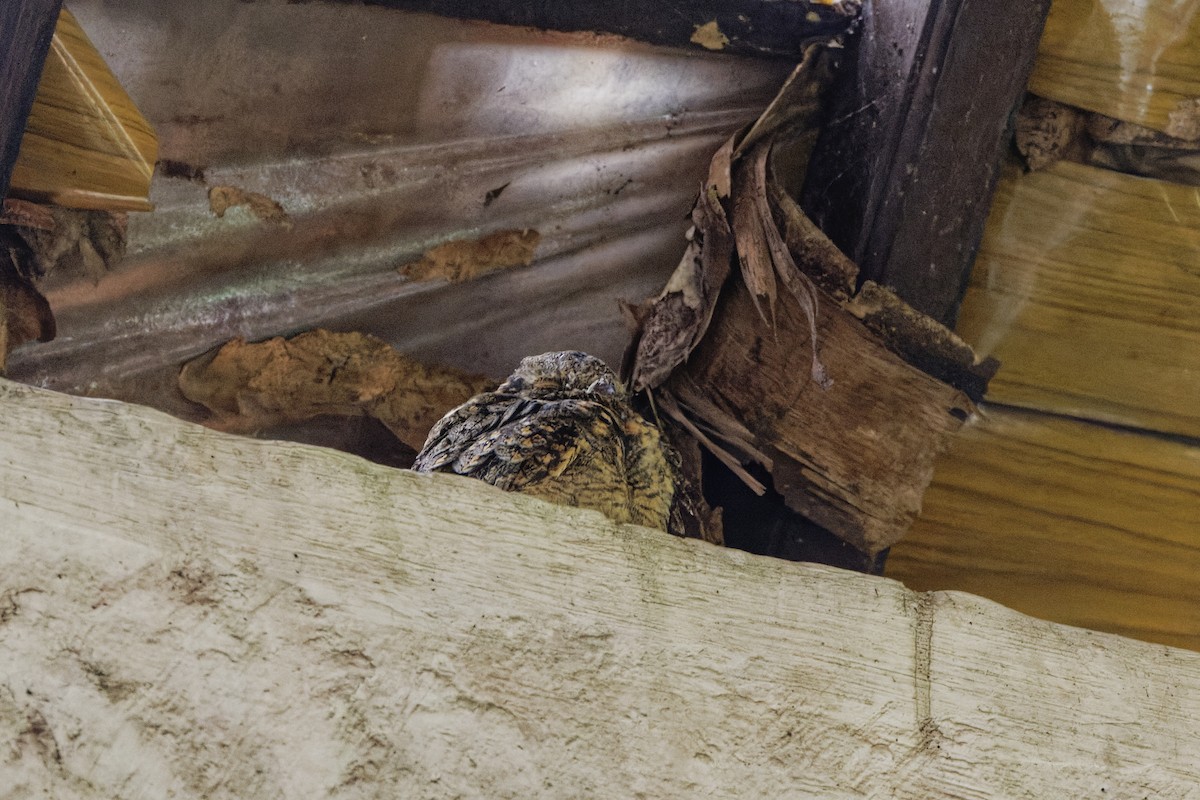 Savanna Nightjar (Sunda) - ML632188204