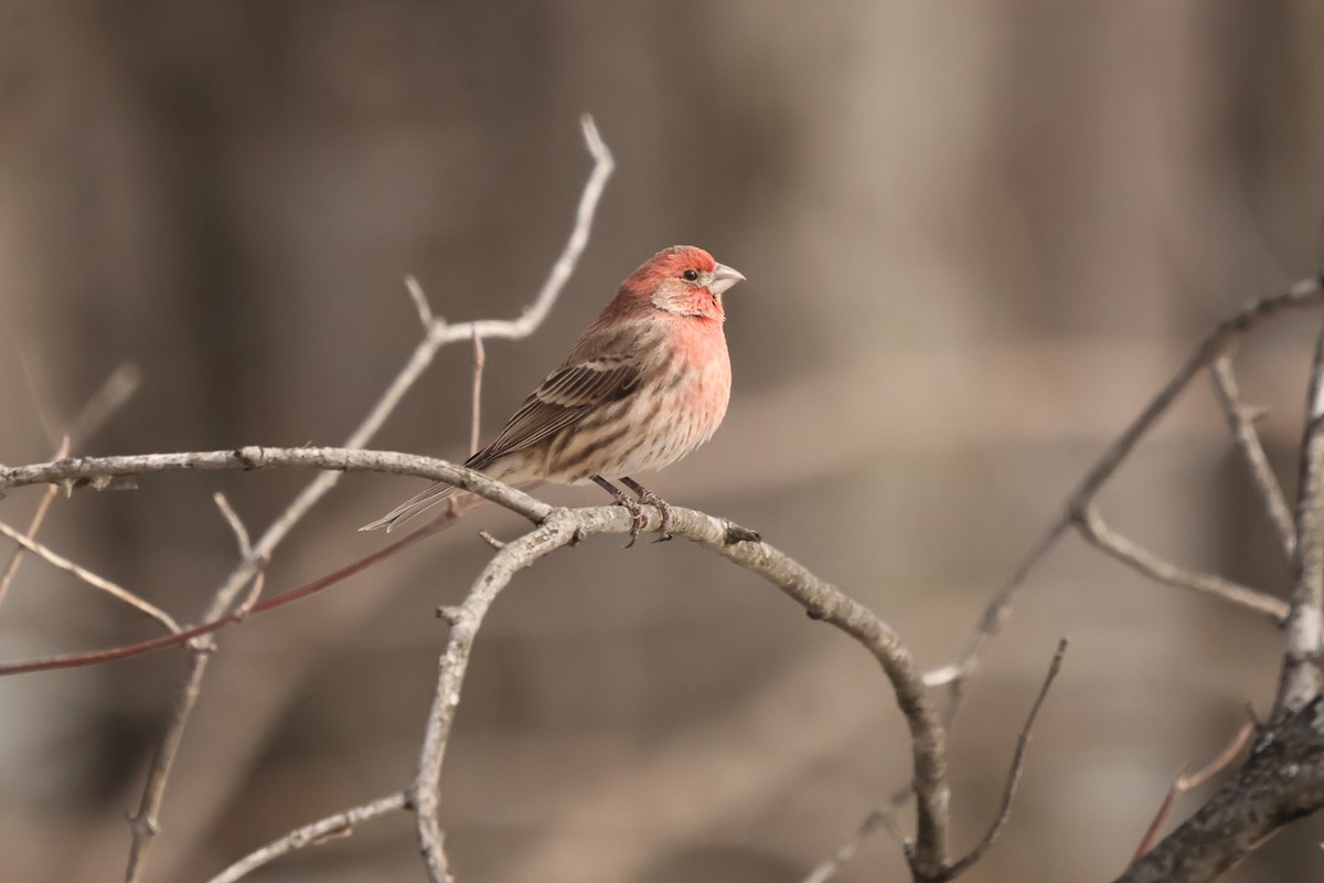 House Finch - ML632188268