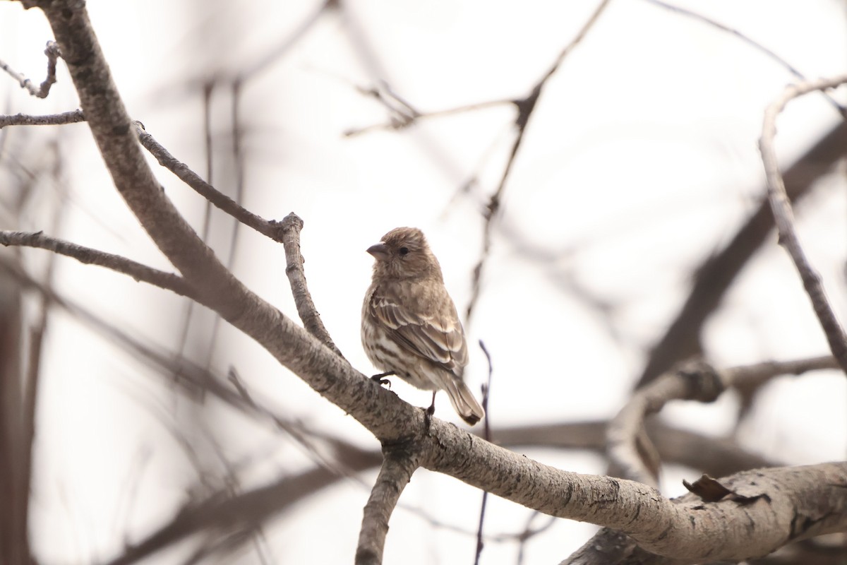 House Finch - ML632188269
