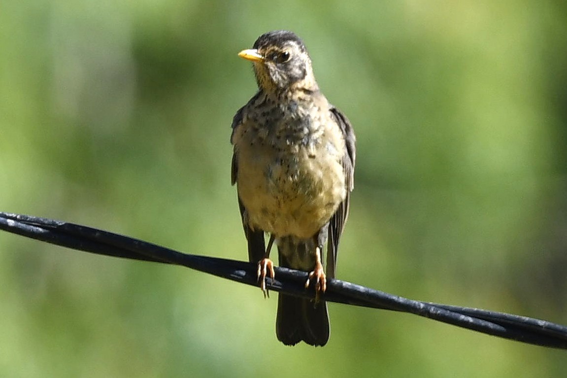 Austral Thrush - ML632188358
